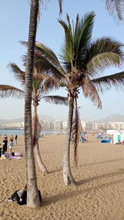 GC-Paseo Las Canteras (Las Palmas) 2026-138.jpg